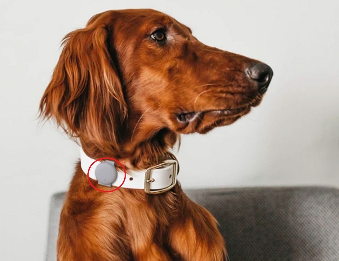 Phụ kiện gắn AirTag trên vòng cổ vật nuôi