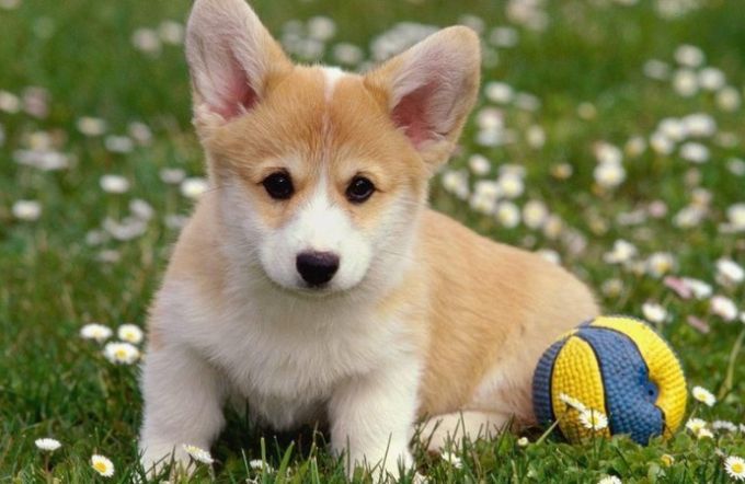 Hình nền MacBook Pro M5 cute, đáng yêu