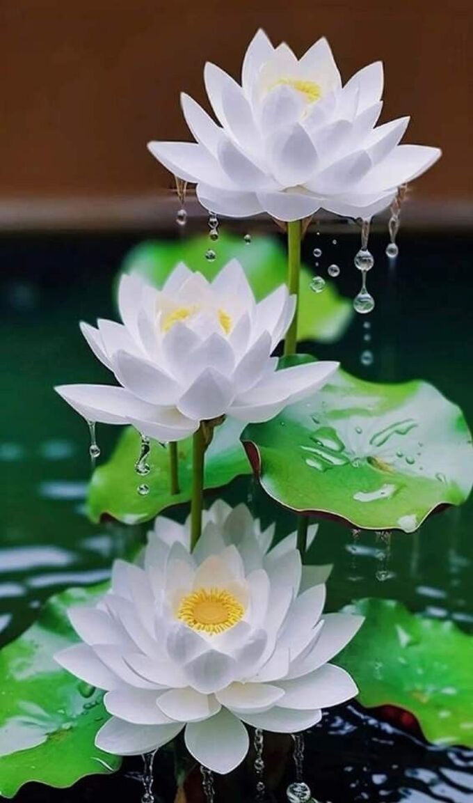 Hình nền hoa sen trắng tinh khiết