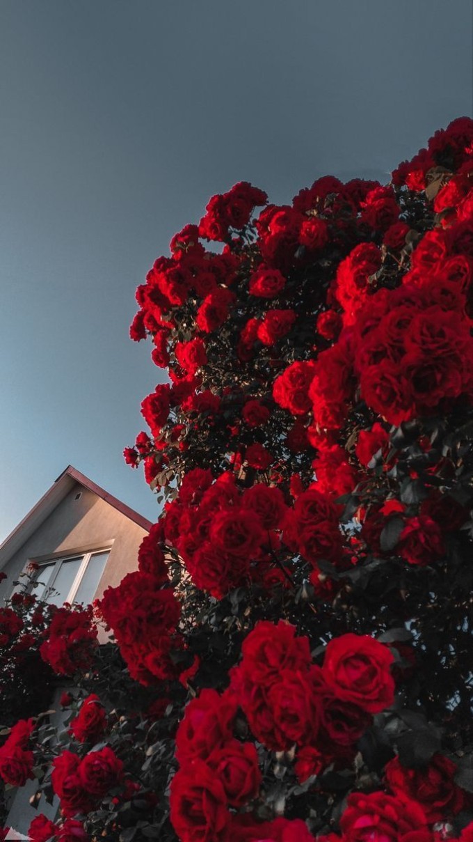 Hình nền Valentine lãng mạn hoa hồng