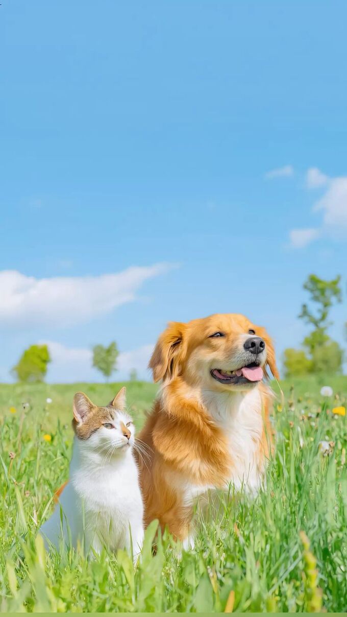Hình nền chủ đề động vật