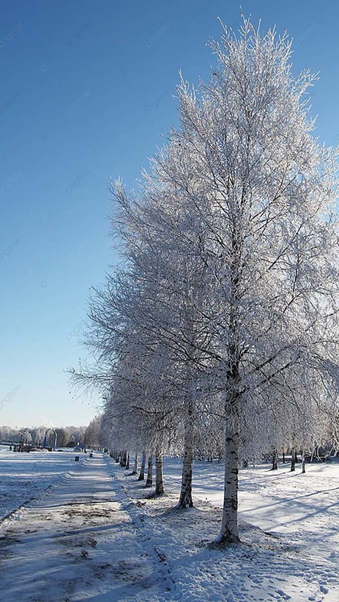 Hình Nền Xứ Sở Thần Tiên Mùa đông Tuyết | Nền JPG Tải xuống miễn phí -  Pikbest