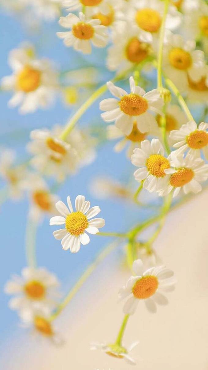 Ảnh hoa cúc trắng, hình hoa cúc trắng đẹp - QuanTriMang.com