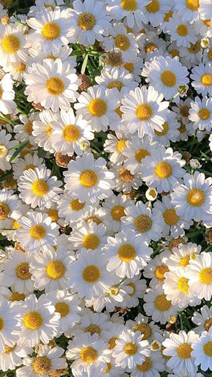 Hình nền iPhone mùa thu với những bông hoa cúc