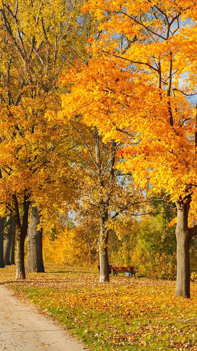 Hình nền iPhone mùa thu với những con đường phủ đầy lá vàng