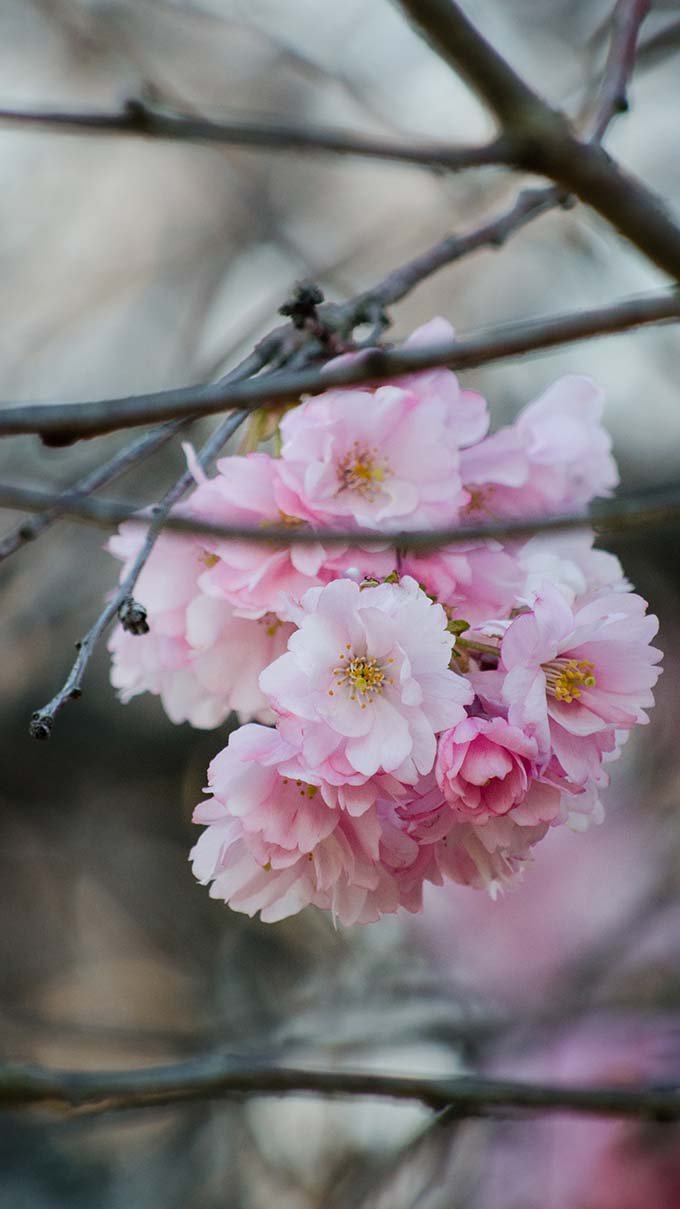 Hoa Anh đào Lãng Mạn Sakura Phiên Bản Dọc Của Hình ảnh Nhiếp ảnh Hoa Mùa  Xuân Hình Nền điện Thoại | PSD Tải xuống miễn phí - Pikbest