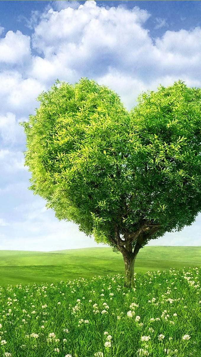 Tổng hợp 40+ hình nền cây xanh tươi mát, đầy sức sống và rõ nét -  Fptshop.com.vn