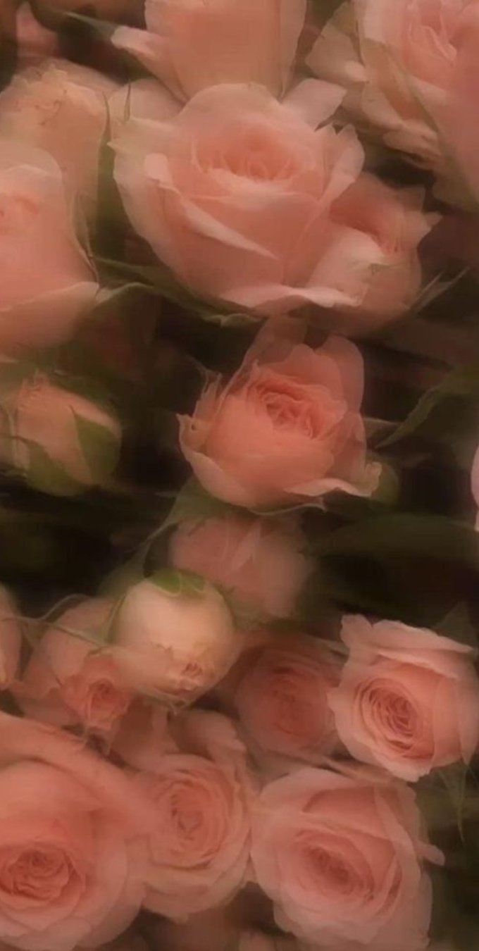 Hình nền hoa hồng cho điện thoại
