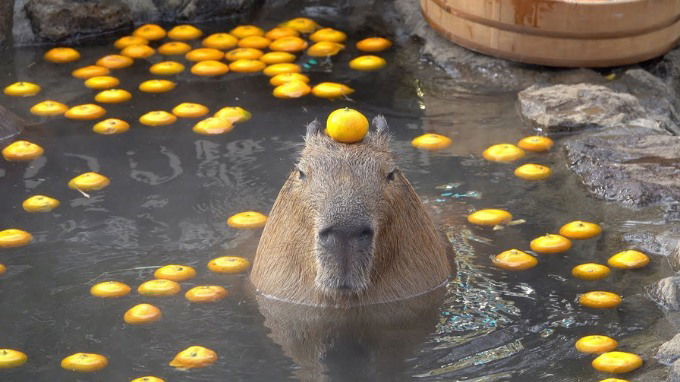 Capybara là gì? Vì sao được yêu thích?
