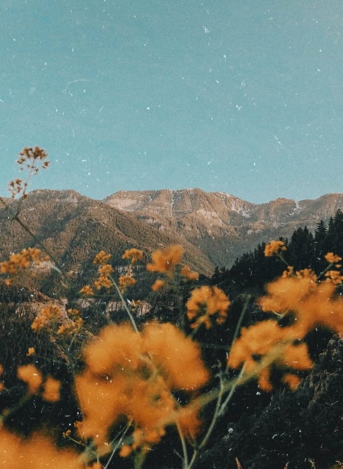 Hình nền iPad Pro M5 hoa lá