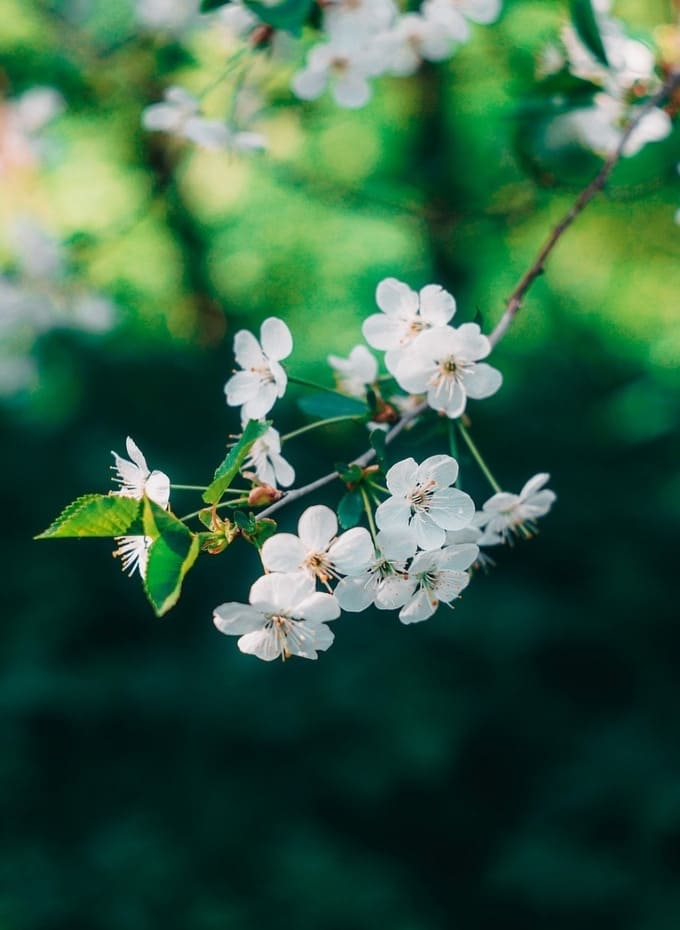 Hình nền iPad Pro M5 hoa lá