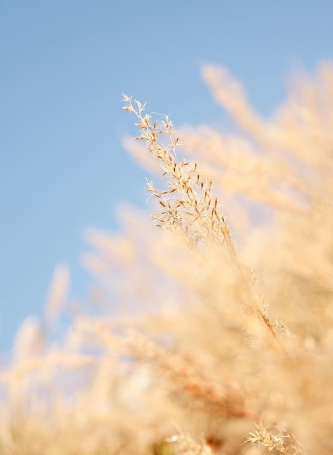 Hình nền iPad Pro M5 hoa lá