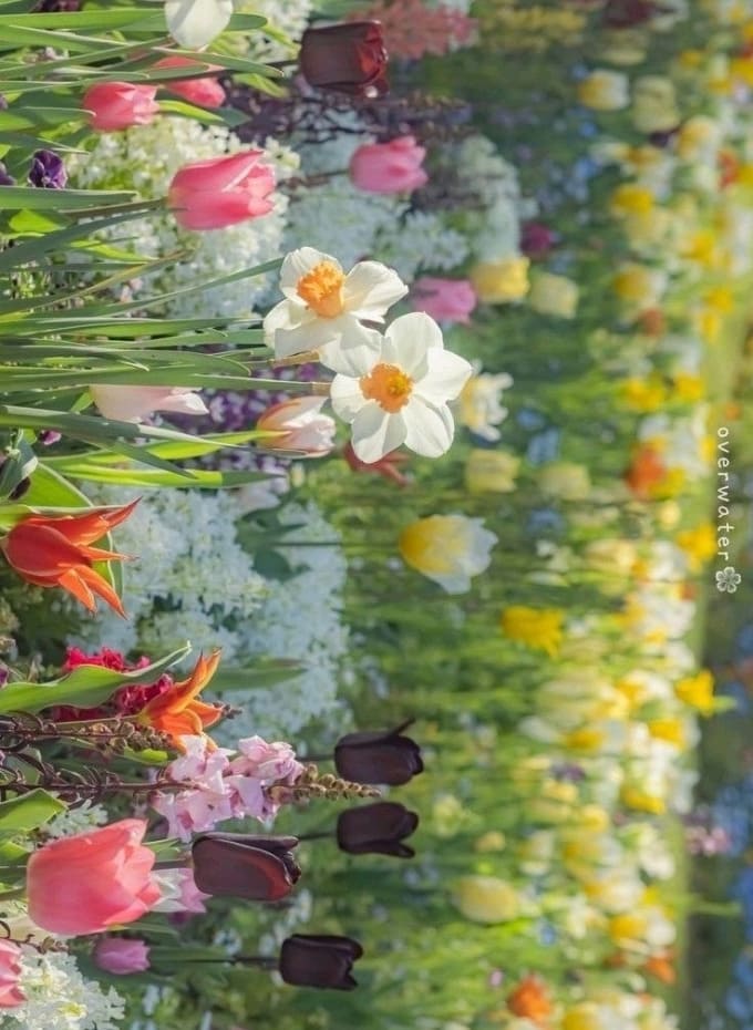 Hình nền iPad Pro M5 hoa lá