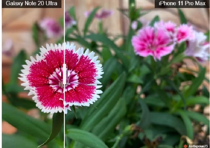 Ảnh chụp bông hoa Galaxy Note 20 Ultra cho màu sắc tốt hơn