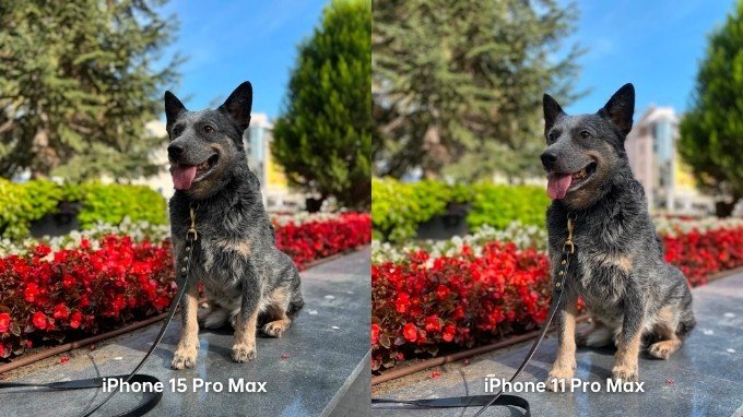 Ảnh chụp chân dung trên iPhone 15 Pro Max và iPhone 11 Pro Max