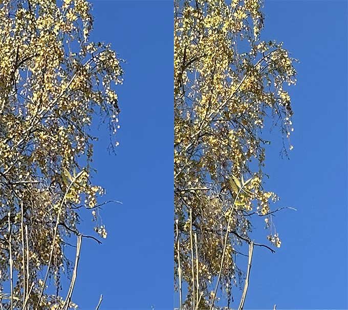 Sự khác biệt về chi tiết khi crop ảnh 1X (trái) và 2X (phải) chụp bằng iPhone 14 Pro